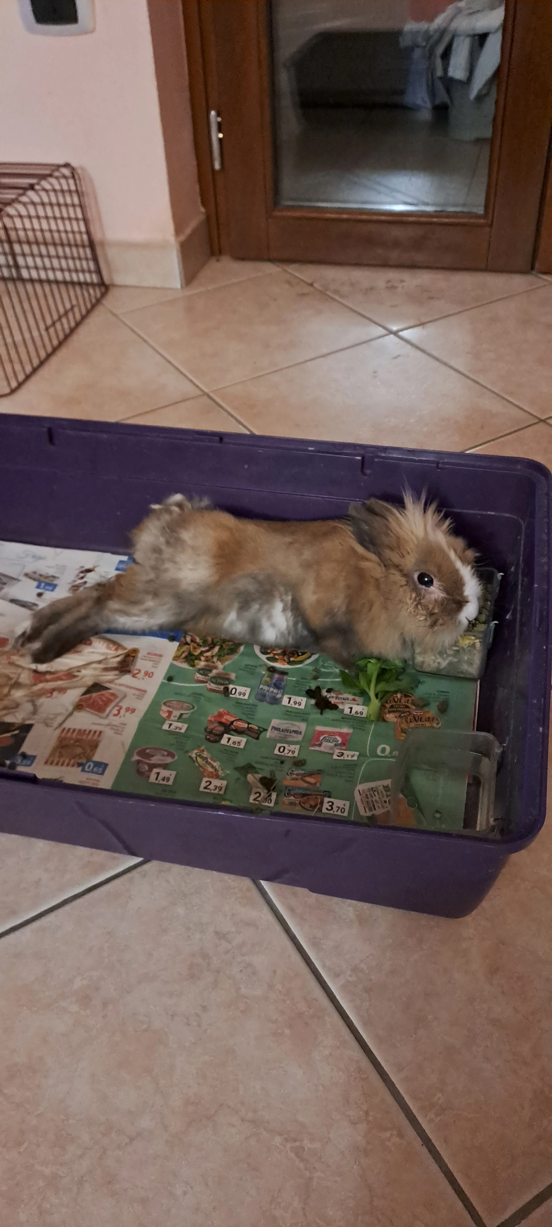 My Rabbit Pictures