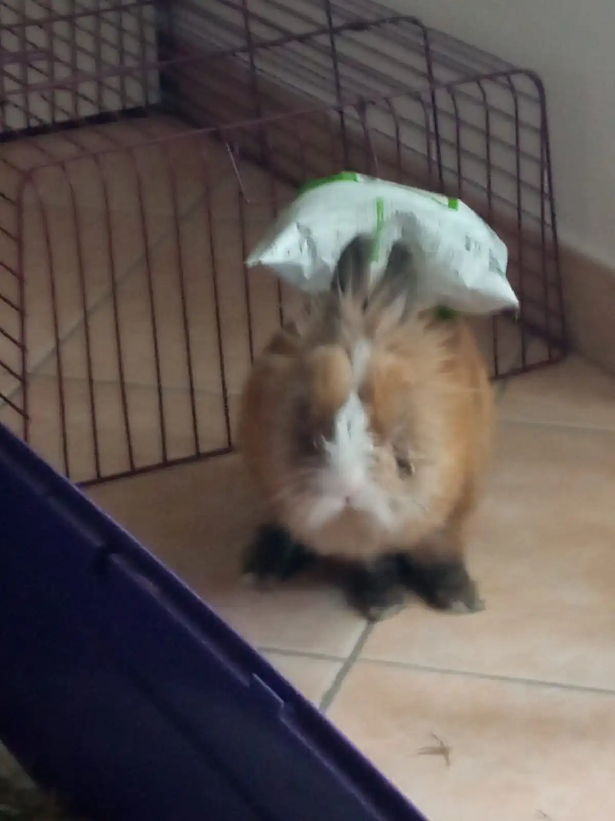 My Rabbit Pictures