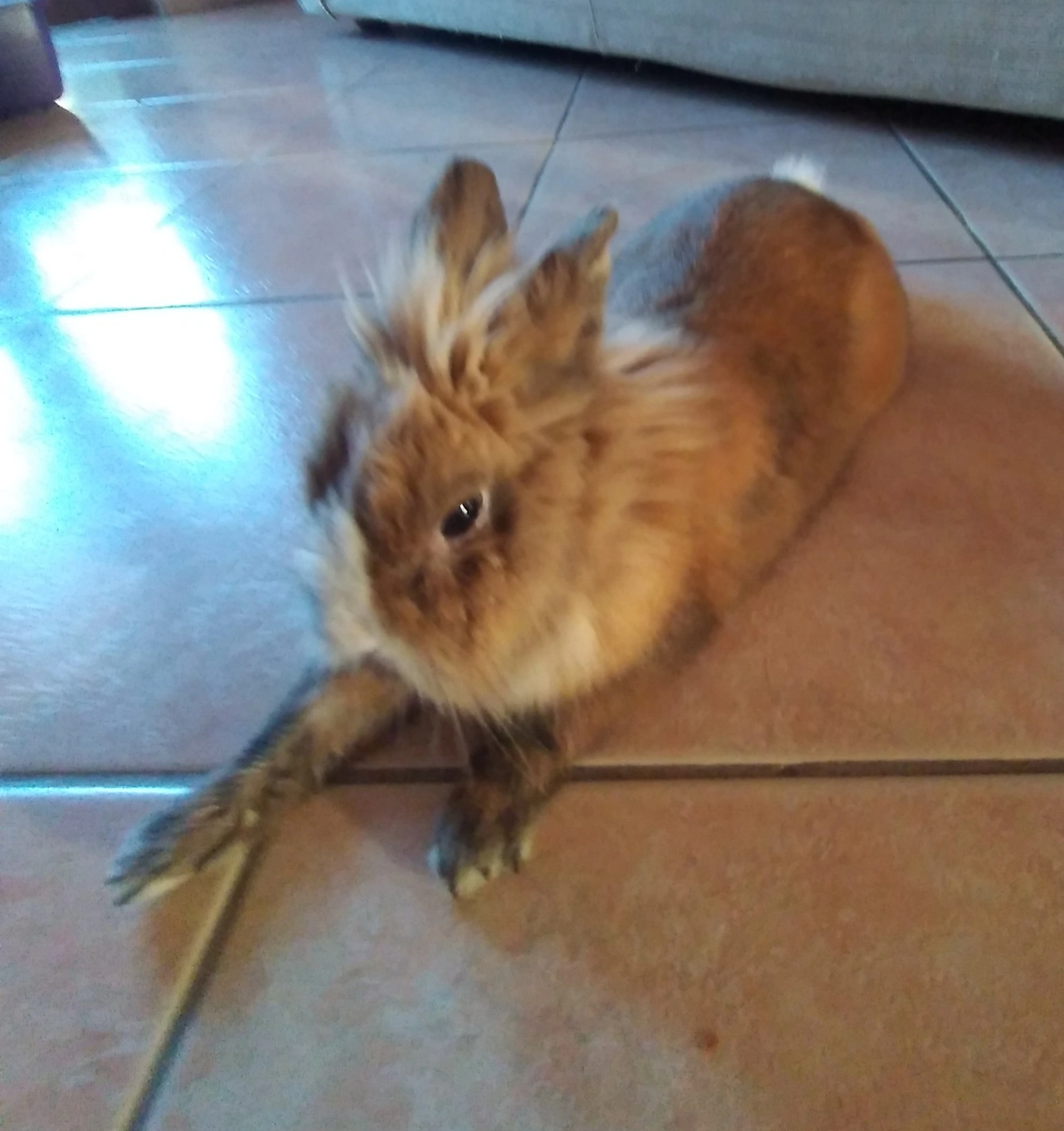 My Rabbit Pictures