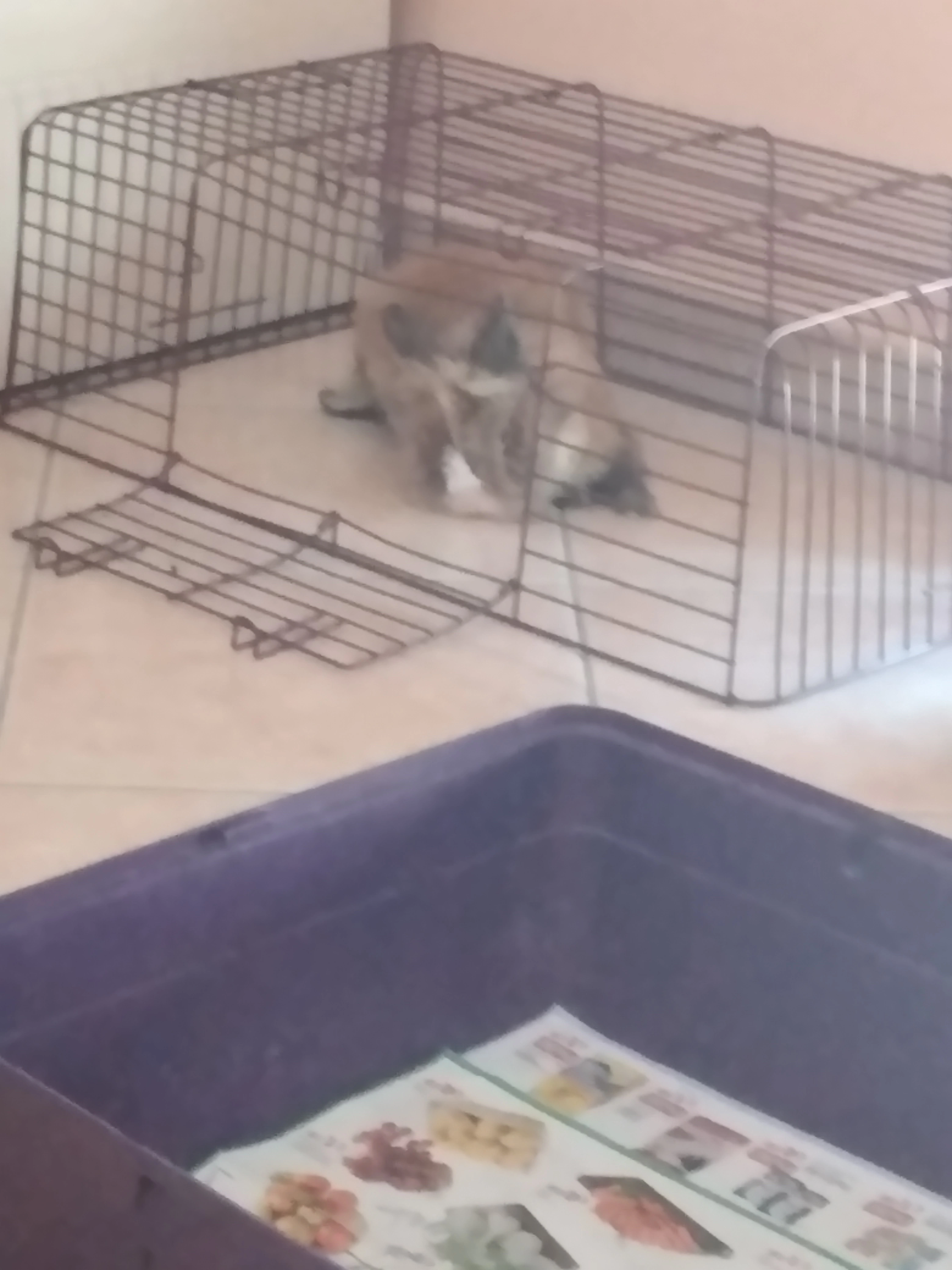 My Rabbit Pictures